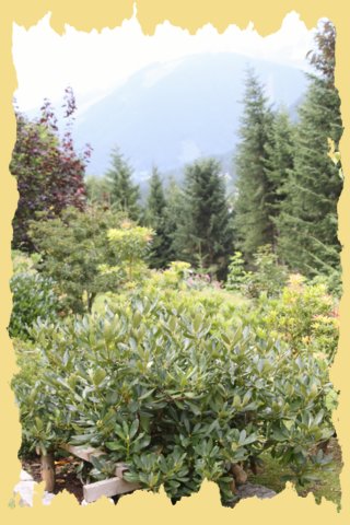 img_0462.jpg